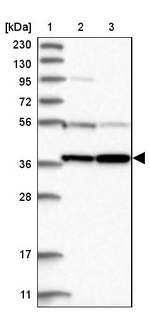 PRUNE2 Antibody in Western Blot (WB)