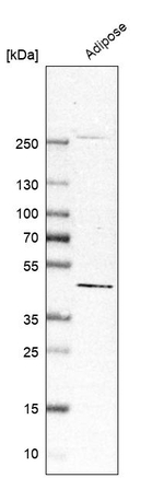 PISD Antibody in Western Blot (WB)