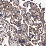 PISD Antibody in Immunohistochemistry (IHC)