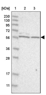 ICB-1 Antibody in Western Blot (WB)