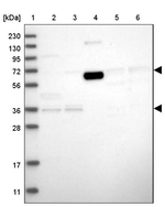 ICB-1 Antibody in Western Blot (WB)