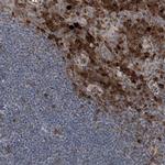 ICB-1 Polyclonal Antibody