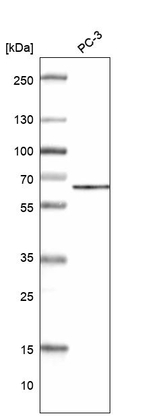 ZC3H15 Antibody in Western Blot (WB)
