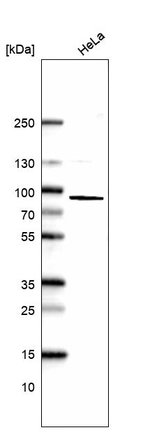 OFD1 Antibody in Western Blot (WB)