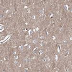FRYL Antibody in Immunohistochemistry (Paraffin) (IHC (P))