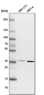 FRYL Antibody in Western Blot (WB)