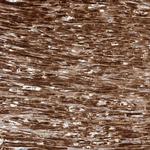 OCSTAMP Antibody in Immunohistochemistry (Paraffin) (IHC (P))