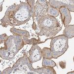 OCSTAMP Polyclonal Antibody