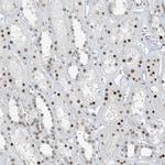 MCM9 Antibody in Immunohistochemistry (Paraffin) (IHC (P))