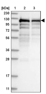 SART1 Antibody in Western Blot (WB)