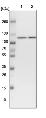 SART1 Antibody in Western Blot (WB)