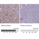 PDE2A Polyclonal Antibody