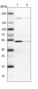 BYSL Antibody in Western Blot (WB)