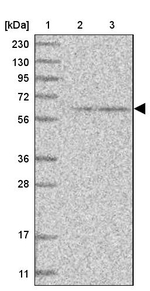 FIR Antibody in Western Blot (WB)