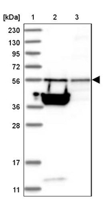 TSSC1 Antibody in Western Blot (WB)