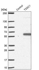 TSSC1 Antibody in Western Blot (WB)