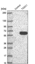 TSSC1 Antibody in Western Blot (WB)