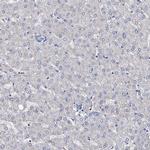KLHL17 Antibody in Immunohistochemistry (Paraffin) (IHC (P))