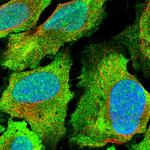 SDE2 Polyclonal Antibody