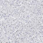 SDE2 Antibody in Immunohistochemistry (Paraffin) (IHC (P))