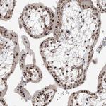 SDE2 Antibody in Immunohistochemistry (Paraffin) (IHC (P))