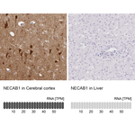 NECAB1 Polyclonal Antibody
