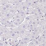 NECAB1 Antibody in Immunohistochemistry (IHC)