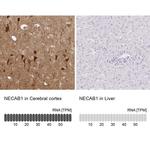 NECAB1 Antibody