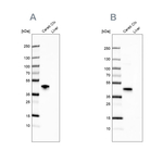 NECAB1 Antibody in Western Blot (WB)