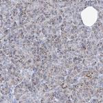 COQ3 Antibody in Immunohistochemistry (IHC)