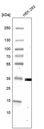 COQ3 Antibody in Western Blot (WB)