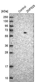 ZNF529 Antibody in Western Blot (WB)