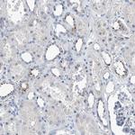 ZNF772 Antibody in Immunohistochemistry (Paraffin) (IHC (P))