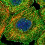 BSDC1 Polyclonal Antibody