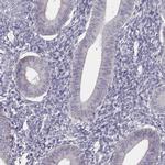 UBL4B Antibody in Immunohistochemistry (IHC)