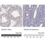 UBL4B Antibody