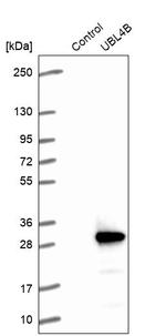 UBL4B Antibody in Western Blot (WB)
