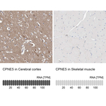 CPNE5 Antibody in Immunohistochemistry (Paraffin) (IHC (P))