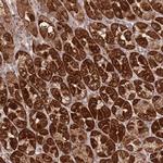 PREP Polyclonal Antibody