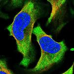 PREP Polyclonal Antibody