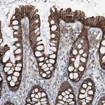 GPR142 Antibody in Immunohistochemistry (Paraffin) (IHC (P))