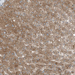 RMND1 Antibody in Immunohistochemistry (Paraffin) (IHC (P))
