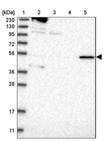 RMND1 Antibody in Western Blot (WB)