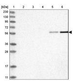 RMND1 Antibody in Western Blot (WB)
