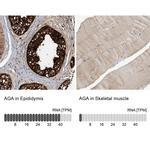 AGA Polyclonal Antibody