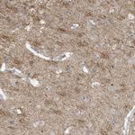 GTPBP2 Antibody in Immunohistochemistry (IHC)