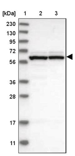 GTPBP2 Antibody in Western Blot (WB)