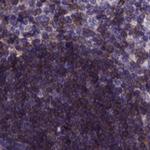 Themis Polyclonal Antibody