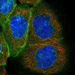 KRTAP25-1 Polyclonal Antibody