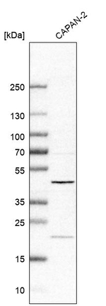 C1orf58 Antibody in Western Blot (WB)